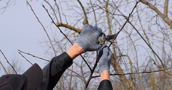 Abattage et Élagage d’arbres à Calais et à proximité de Gravelines