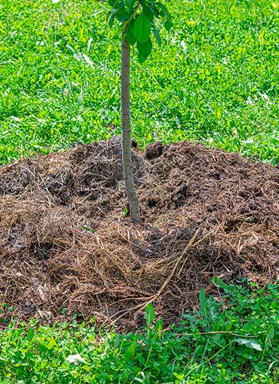 Plantations d'arbres, d'arbustes et de végétaux à Calais