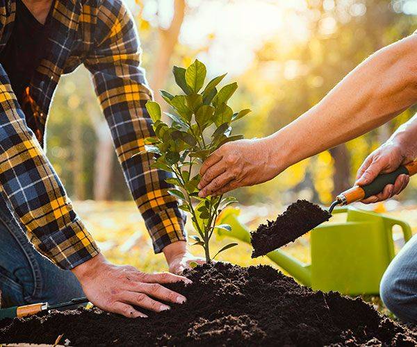 Plantations d'arbres, d'arbustes et de végétaux à Calais